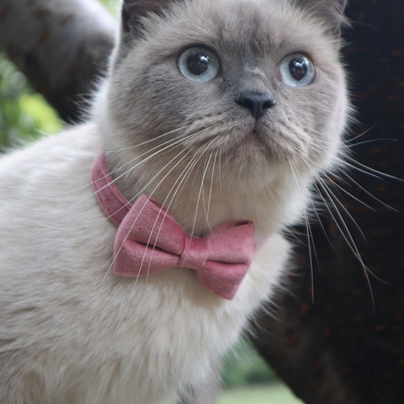 Purple Collar