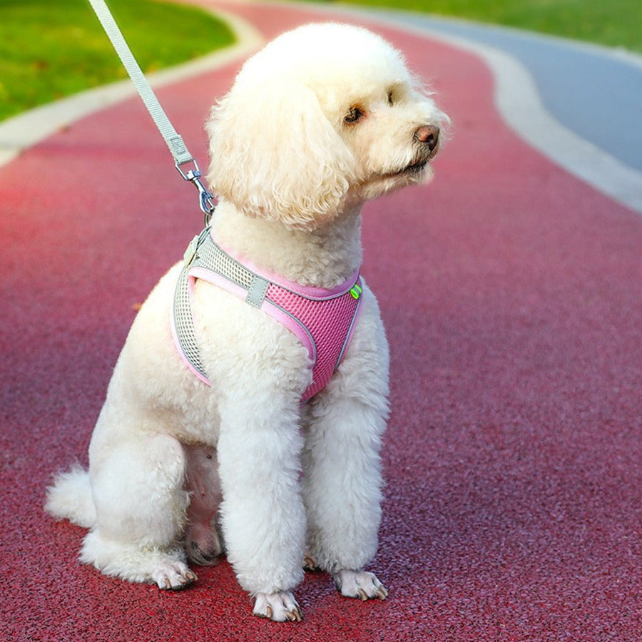 Reflective Harness