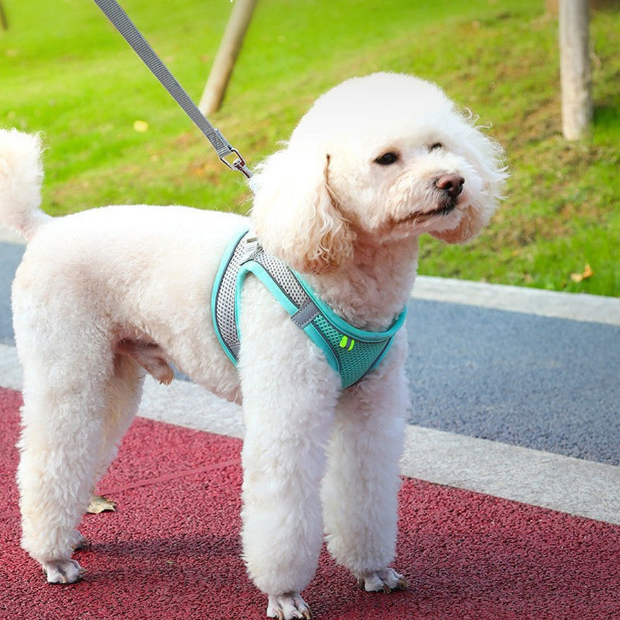 Reflective Harness